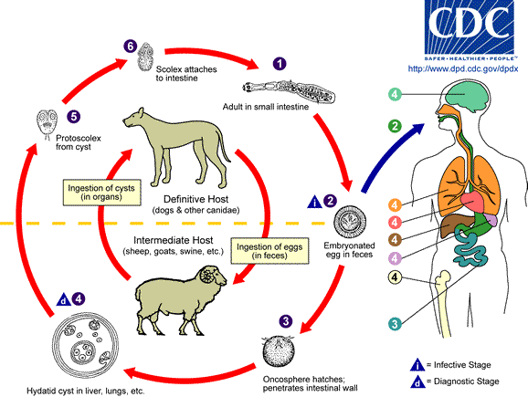 echinococcus life cycle - Thank you CDC-DPDx team