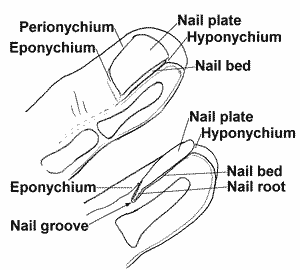 Nail Anatomy