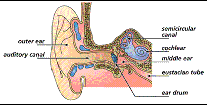 Ear anatomy - the middle ear is behind (deep to ) the ear drum