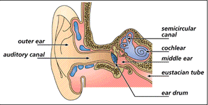 Patient Info - Ear Infections