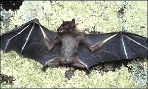 Bat