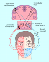 facial nerve neuro-anatomy