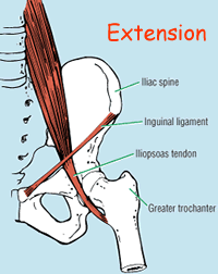 Ileopsoas in extension