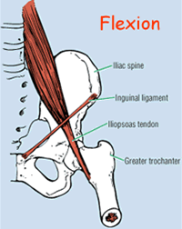 Ileopsoas in flexion