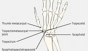 Thumb Trapezoid Anatomy