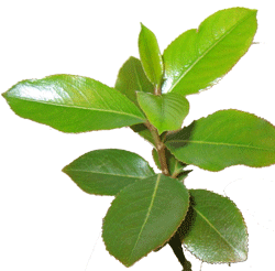 Khat Plant