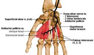 Ulnar Nerve Suppliessmall muscles of the handd (bar LOAF)